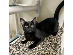 Adopt Cinta a Domestic Short Hair