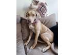 Adopt Vindaloo a Catahoula Leopard Dog, Labrador Retriever