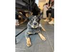 Adopt Rhubarb a Australian Cattle Dog / Blue Heeler