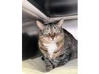 Adopt Kelly a Domestic Short Hair