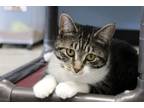 Adopt Kiwi a Domestic Short Hair