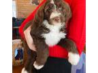 Mutt Puppy for sale in Neillsville, WI, USA