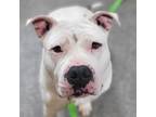 Adopt Maybelline a Pit Bull Terrier