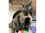 Adopt Tonya a Domestic Short Hair