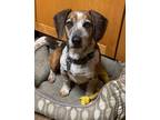 Adopt Dottie- FOSTER UPDATE a Beagle