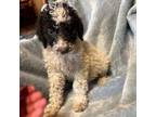 Mutt Puppy for sale in Antlers, OK, USA