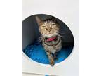 Adopt Minnie a Domestic Short Hair