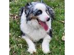 Adopt Taylor a Australian Shepherd