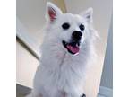 Adopt Cirrus a American Eskimo Dog