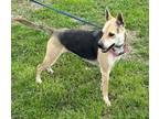 Adopt Luna a German Shepherd Dog