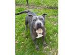 Adopt Hunny (HW+) a Pit Bull Terrier, Mixed Breed