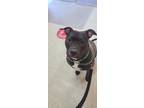 Adopt Willow a Pit Bull Terrier