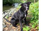 Adopt PUPPY SHADOWMAN a Labrador Retriever