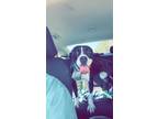 Adopt Daisy Mae a Boxer, Border Collie