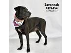Adopt SAVANNAH a Labrador Retriever, Mixed Breed