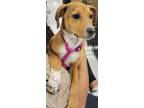 Adopt Miss Priss a Basenji, Hound