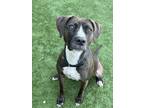 Adopt ELLA a Pit Bull Terrier