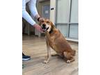 Adopt 4PAWS Pumpkin a Shepherd, Golden Retriever