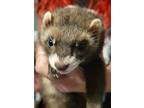 Adopt Rescue Ferret a Ferret