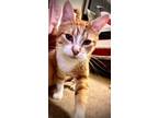 Adopt Butter Pecan - Riley Fuzzel (FH SW) a Tabby