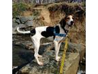 Adopt Dolly a Treeing Walker Coonhound