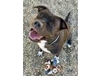 Adopt Chica a Pit Bull Terrier, Mixed Breed