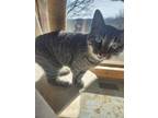 Adopt Jezabel a Domestic Short Hair