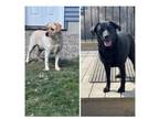 Adopt Faith and Aly - IN Vermont! Fee sponsored! a Labrador Retriever