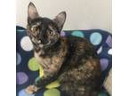 Adopt Coraline a Domestic Short Hair