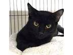 Adopt Lulu a Domestic Short Hair