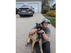 Adopt Lacey a German Shepherd Dog