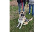 Adopt Sylvia a German Shepherd Dog