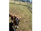 Adopt Wendy a Australian Shepherd, Husky