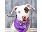 Adopt Banana a Pit Bull Terrier