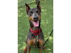 Adopt Obi 3213 a Doberman Pinscher