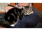 Adopt Tidal Wave Wanda a Tabby