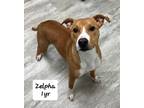 Adopt Zelpha a Boxer