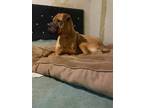 Adopt Nala! New pictures a Boxer, Shar-Pei