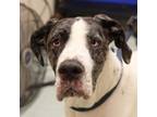 Adopt Dreamy a Great Dane