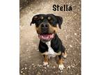 Adopt Stella a Rottweiler