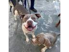 Adopt Rosa a American Staffordshire Terrier