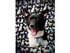 Adopt Marley a Feist, Border Collie