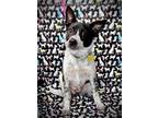 Adopt Bailey a Border Collie, Spitz