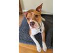 Adopt Deena a Staffordshire Bull Terrier