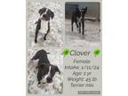 Adopt Clover a Pit Bull Terrier