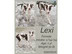 Adopt Lexi a Pit Bull Terrier
