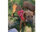 Adopt Towanda a Redbone Coonhound