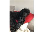 Adopt Juno a Standard Poodle