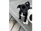 Adopt Perdita (Famous Dog Litter) a Pit Bull Terrier, Mixed Breed