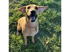 Adopt Tala KF a Black Mouth Cur, Beagle